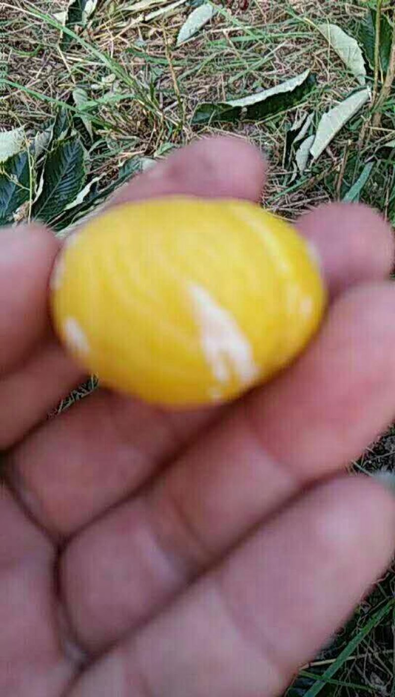 油栗炒栗种中栗