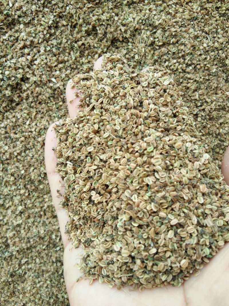 蛇床子老银子，白花蒿子，原型态