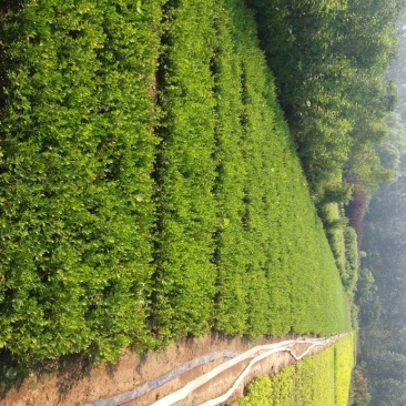 瓜子黄杨苗10~20cm