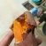 烟薯25烤薯半斤以上