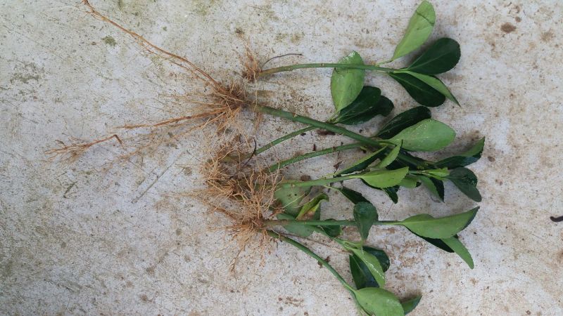大叶黄杨苗10~20cm