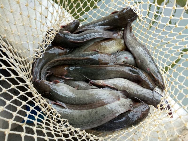 土鲶鱼食用