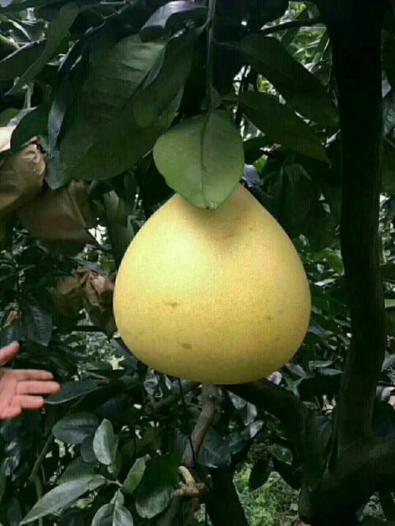 灌溪蜜柚果园看货，现场采摘保质保量