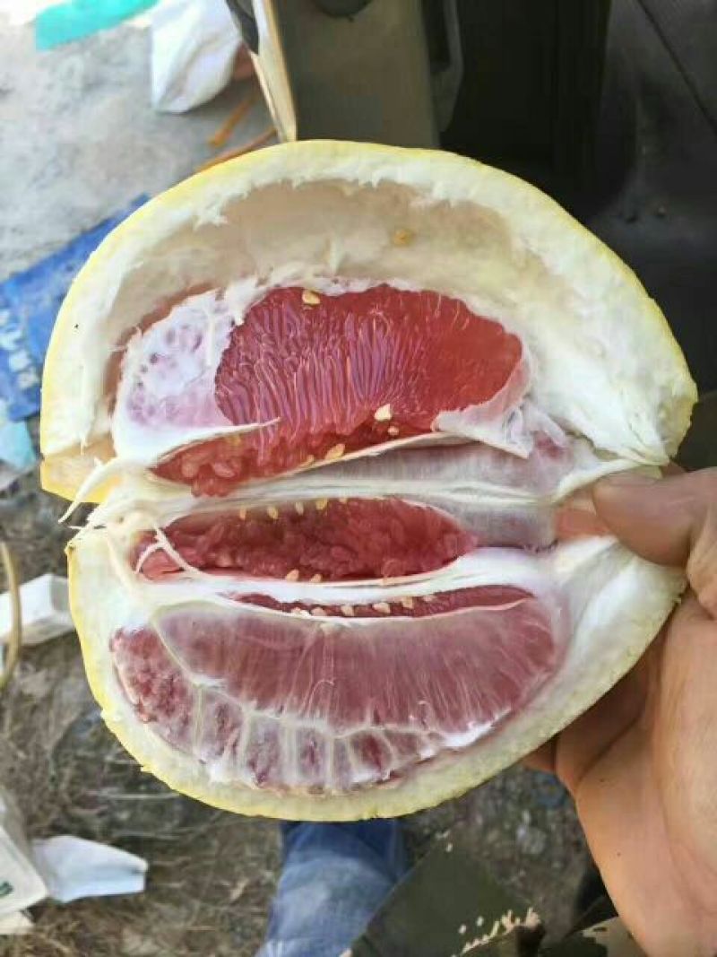 灌溪蜜柚果园看货，现场采摘保质保量