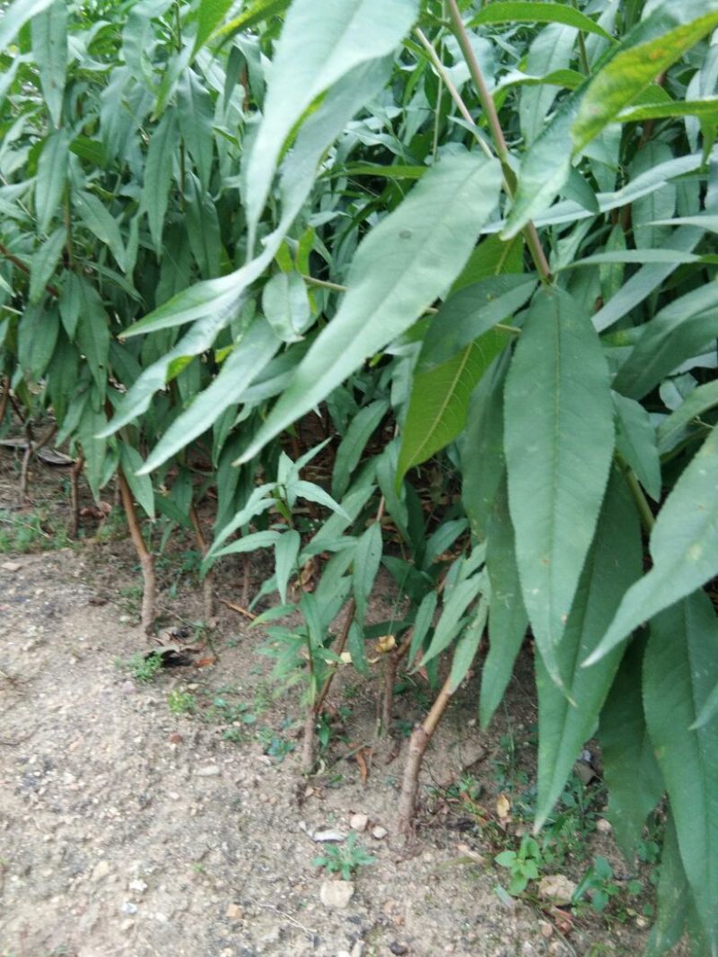 【品种】夏之梦桃树苗桃树新品种夏之梦桃树苗育苗基地