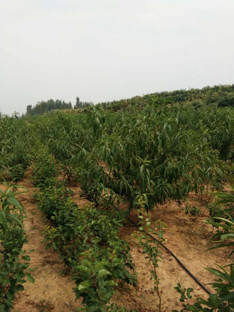 风味皇后油蟠桃树苗，桃树新品种，风味皇后，包品种。