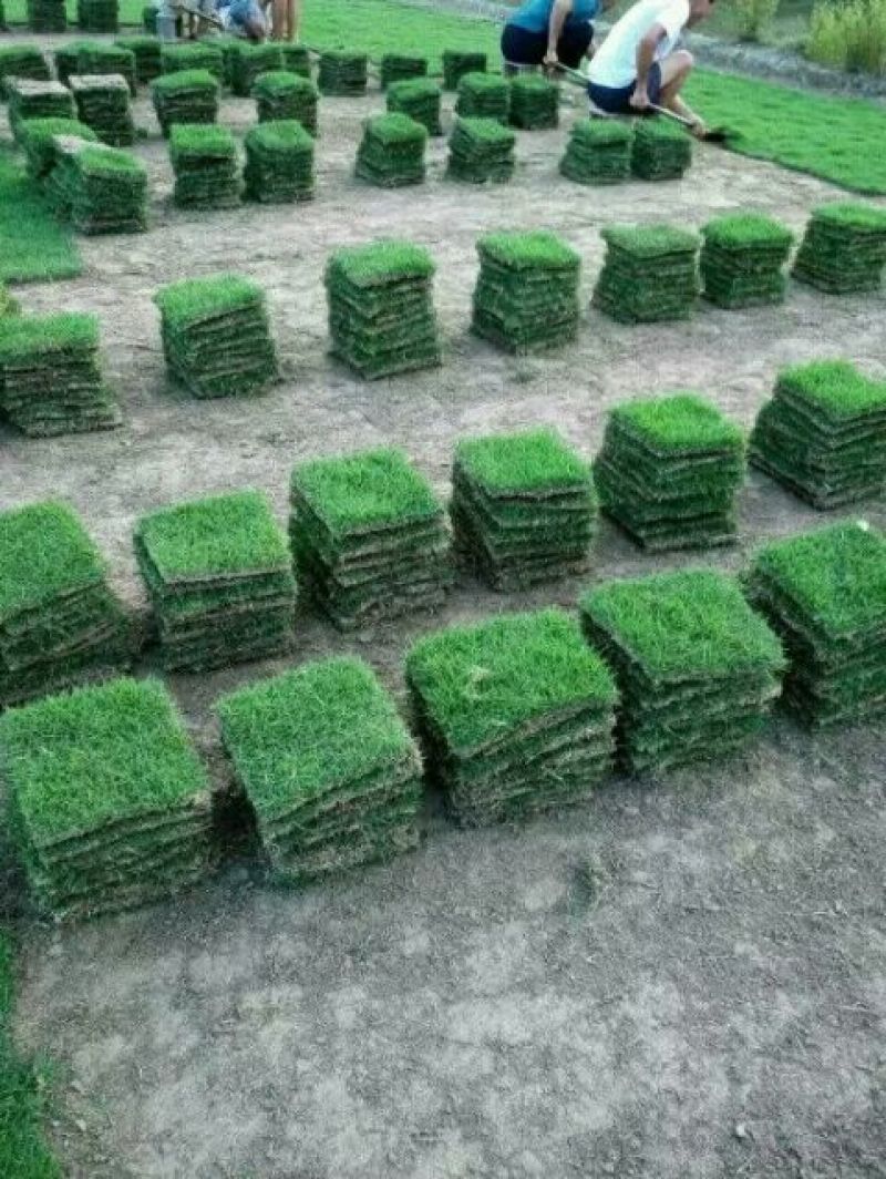 精品马尼拉草坪，草卷，草块……………………