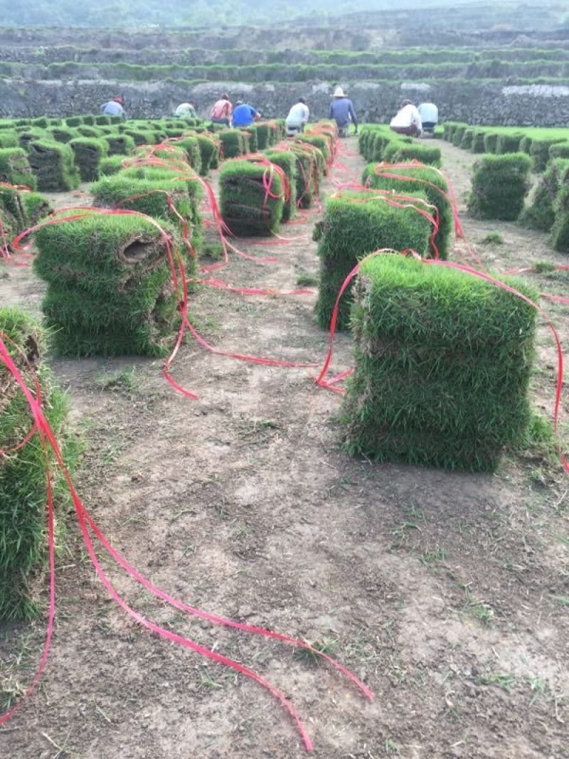 精品马尼拉草坪，草卷，草块……………………