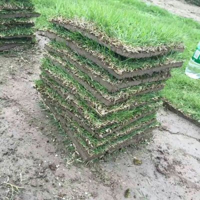 精品马尼拉草坪，草卷，草块……………………