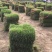 精品马尼拉草坪，草卷，草块……………………