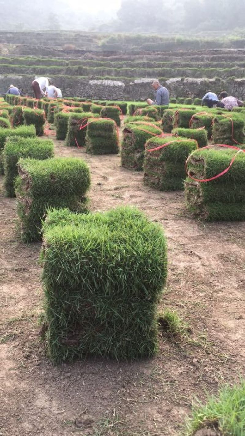 精品马尼拉草坪，草卷，草块……………………