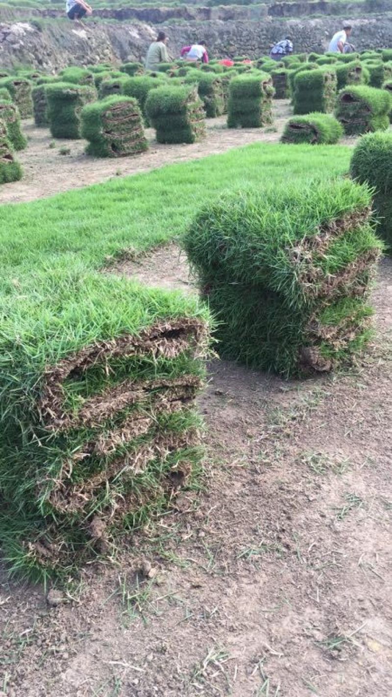 精品马尼拉草坪，草卷，草块……………………