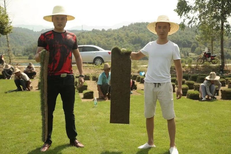 精品马尼拉草坪，草卷，草块……………………