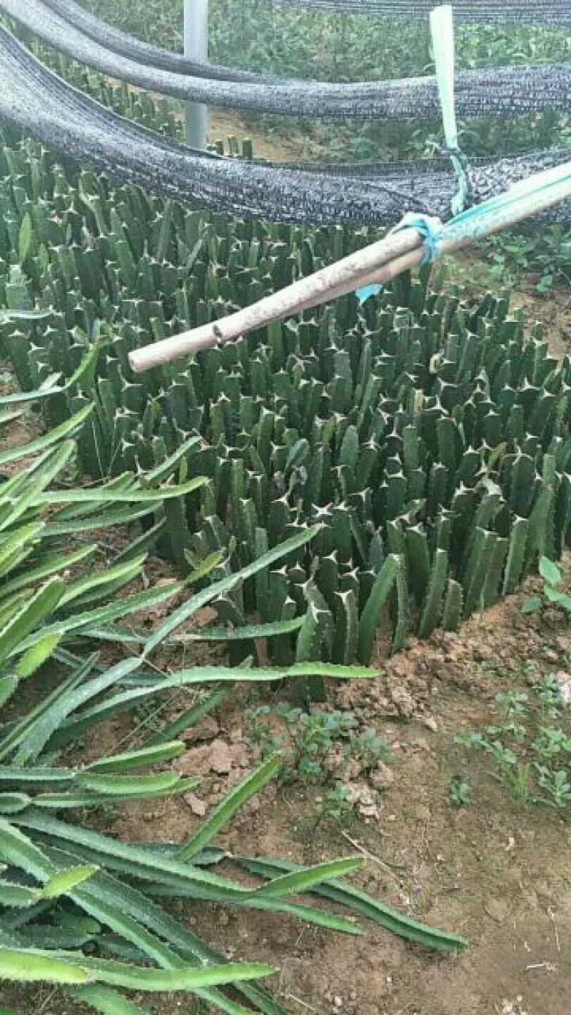 红心火龙果苗20~30种苗