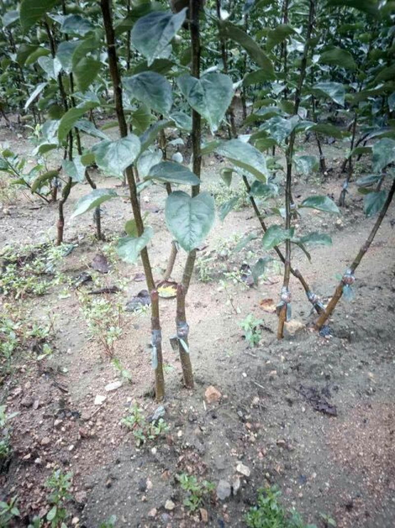 皇冠梨树苗1cm以下50~80cm