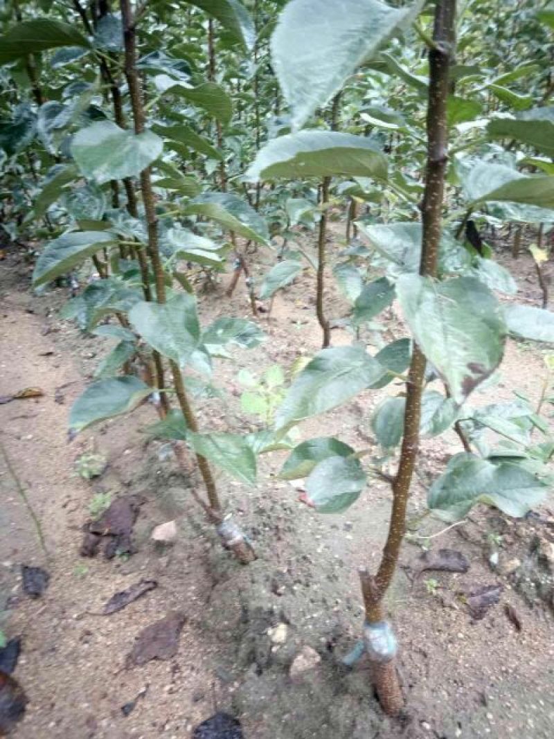 皇冠梨树苗1cm以下50~80cm