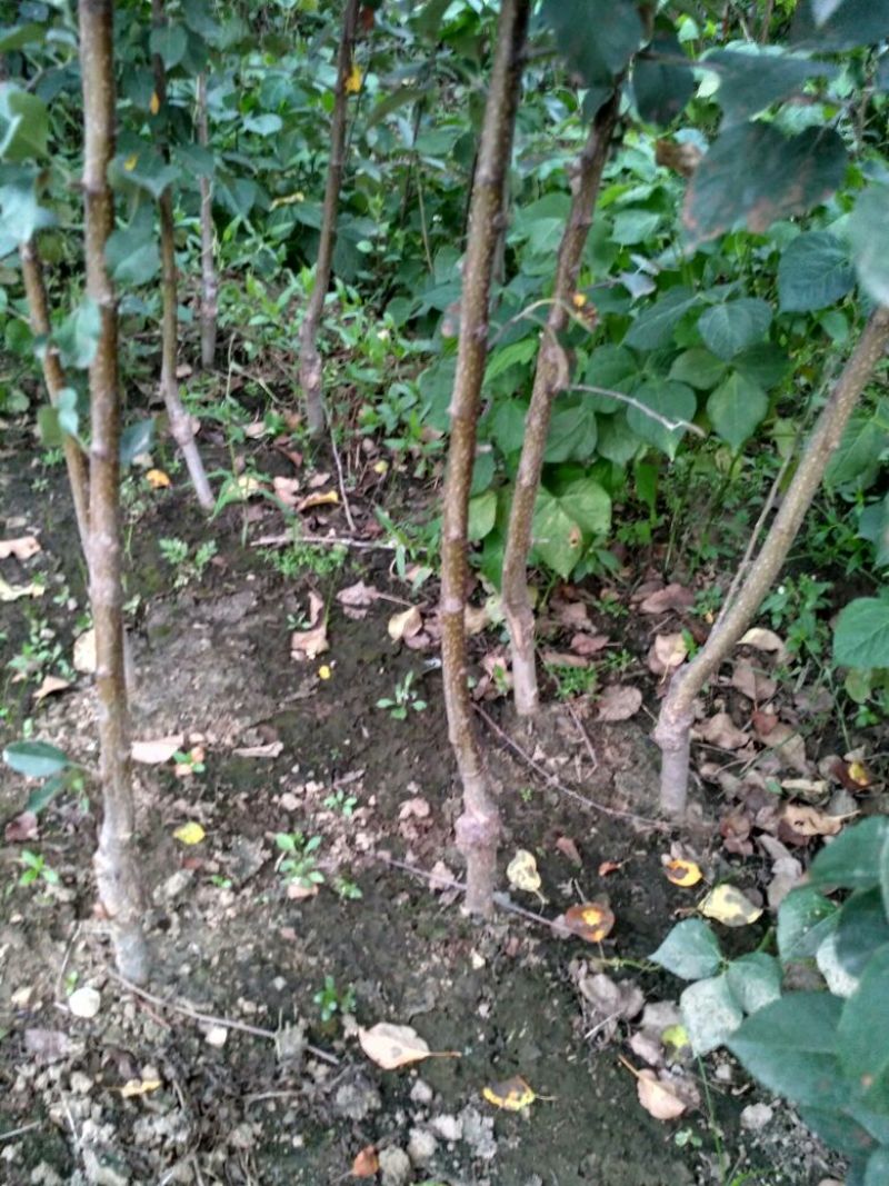 皇冠梨树苗1cm以下50~80cm