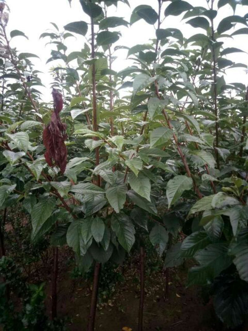皇冠梨树苗1cm以下50~80cm