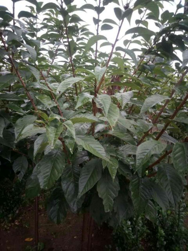 皇冠梨树苗1cm以下50~80cm