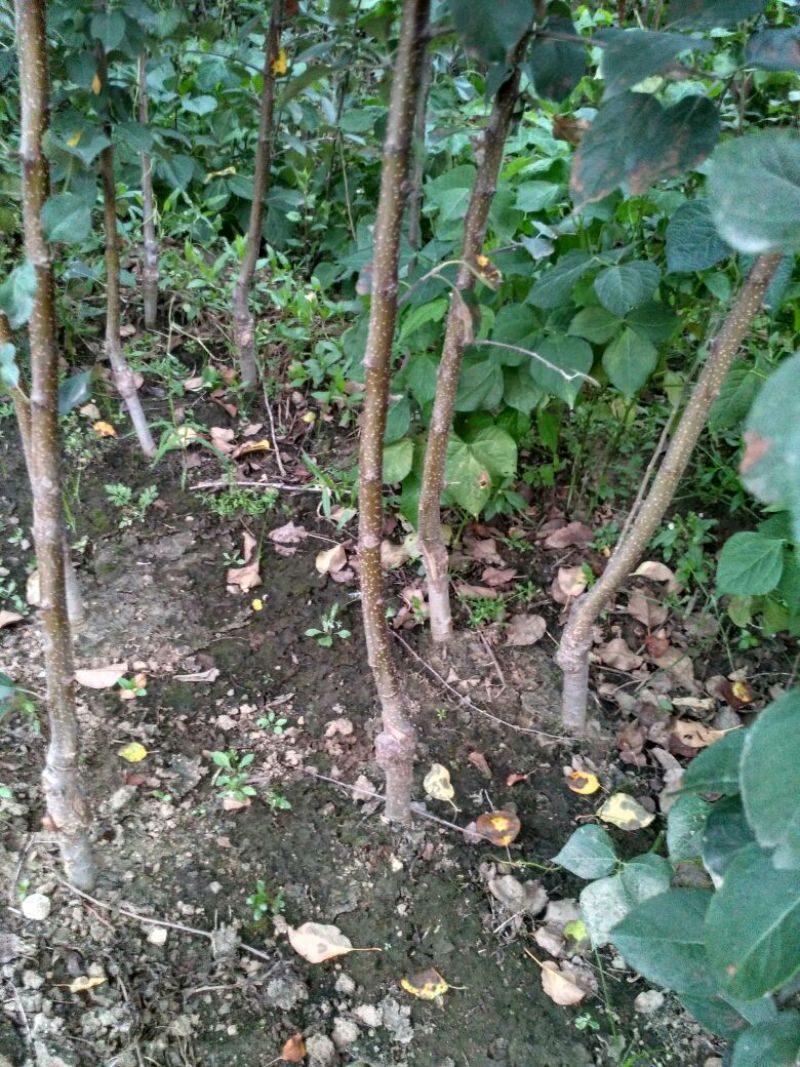 皇冠梨树苗1cm以下50~80cm
