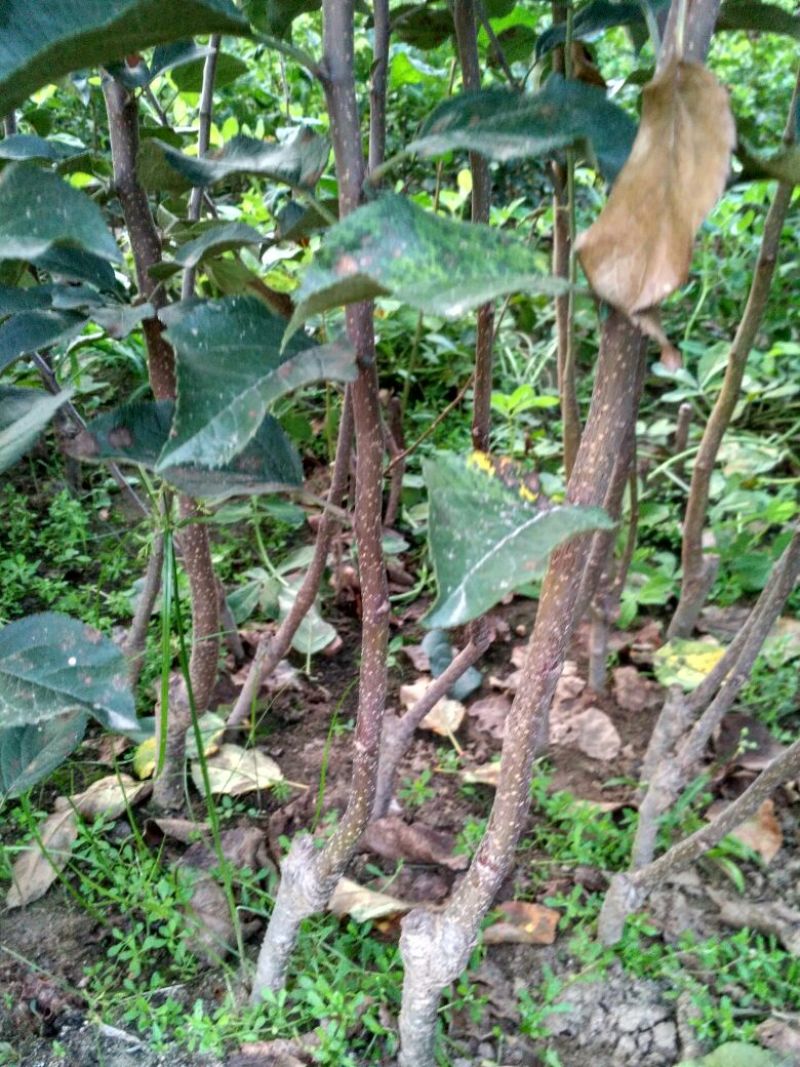 皇冠梨树苗1cm以下50~80cm