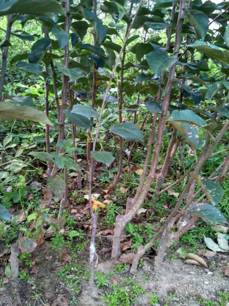 皇冠梨树苗1cm以下50~80cm