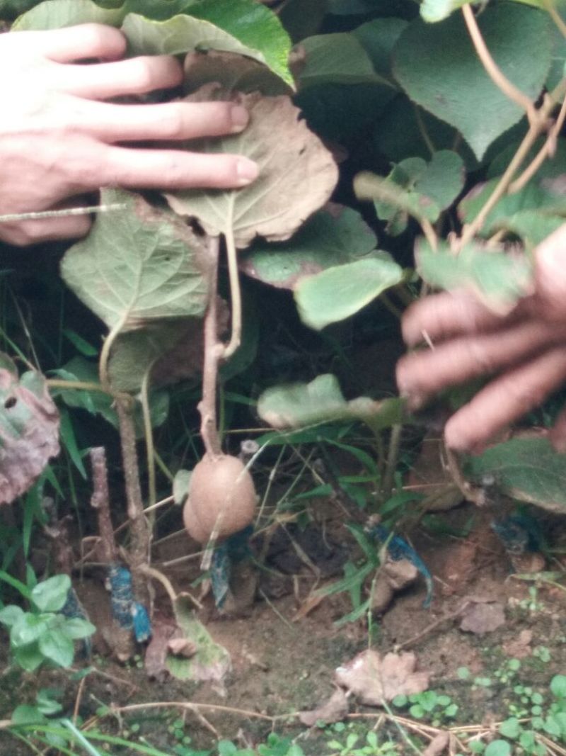 【这品种】猕猴桃苗猕胡桃嫁接苗猕胡桃育苗基地品种猕胡桃