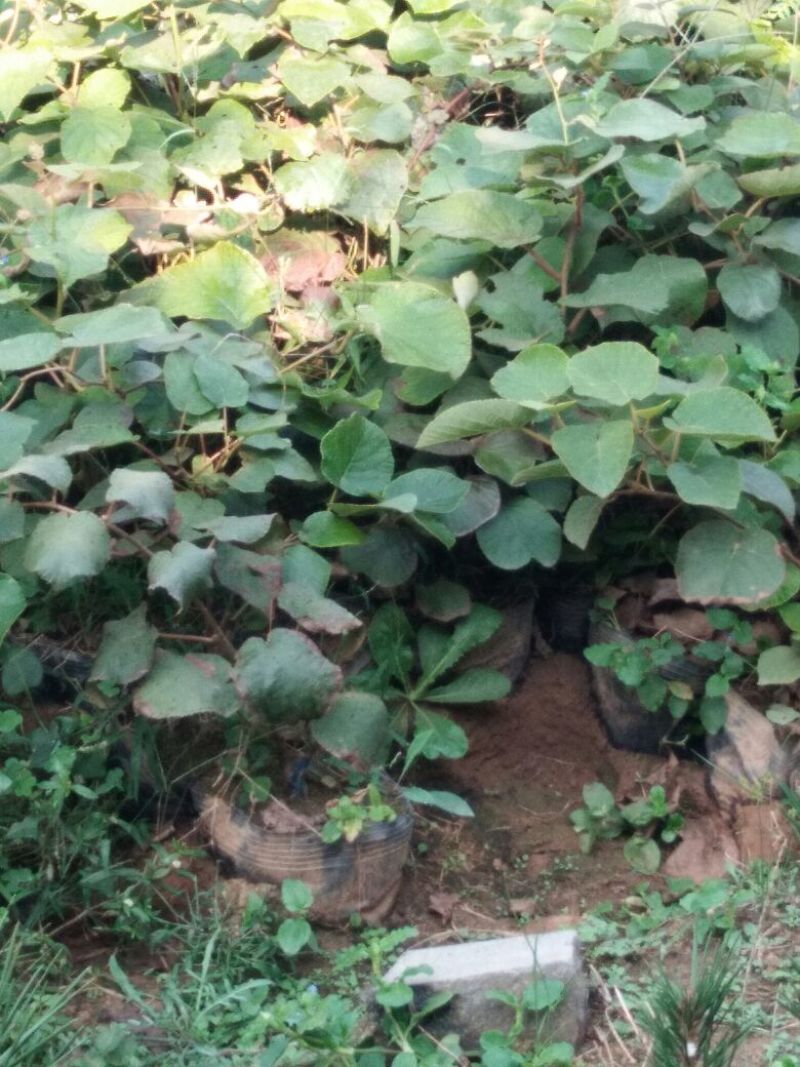 【这品种】猕猴桃苗猕胡桃嫁接苗猕胡桃育苗基地品种猕胡桃