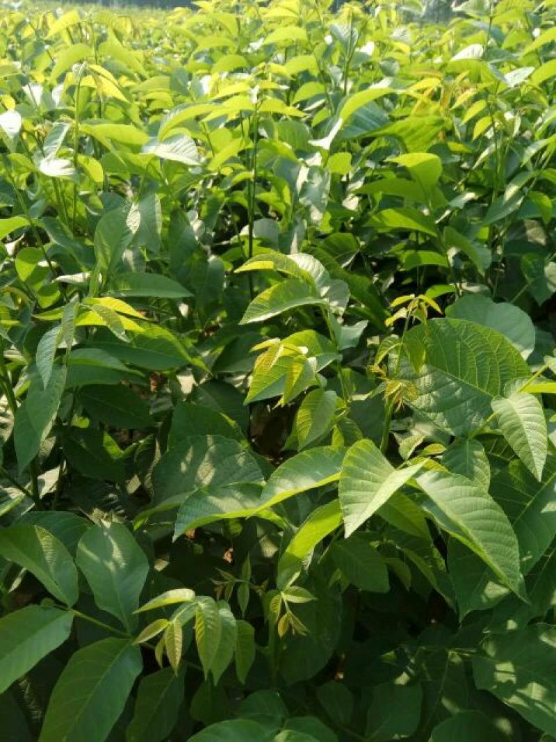 核桃树2cm以下4cm以下0.5~1米