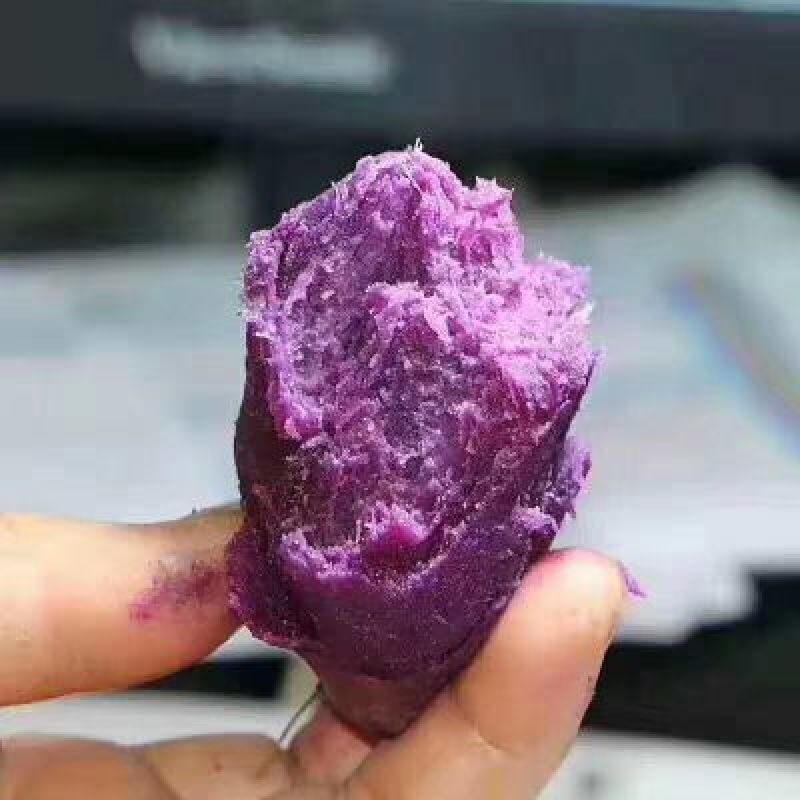 紫薯全粉