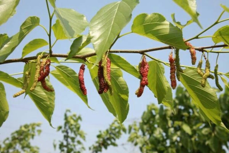 长果桑树苗50cm