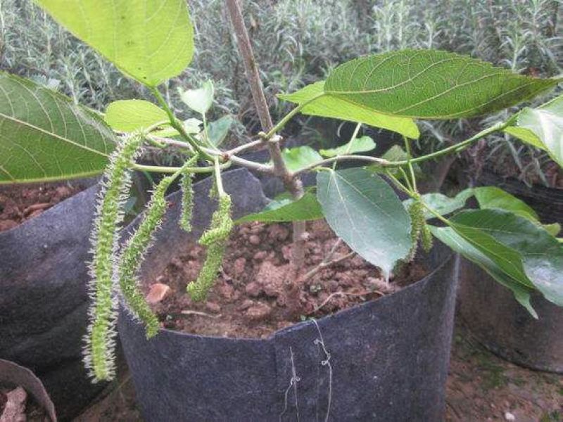 长果桑树苗50cm