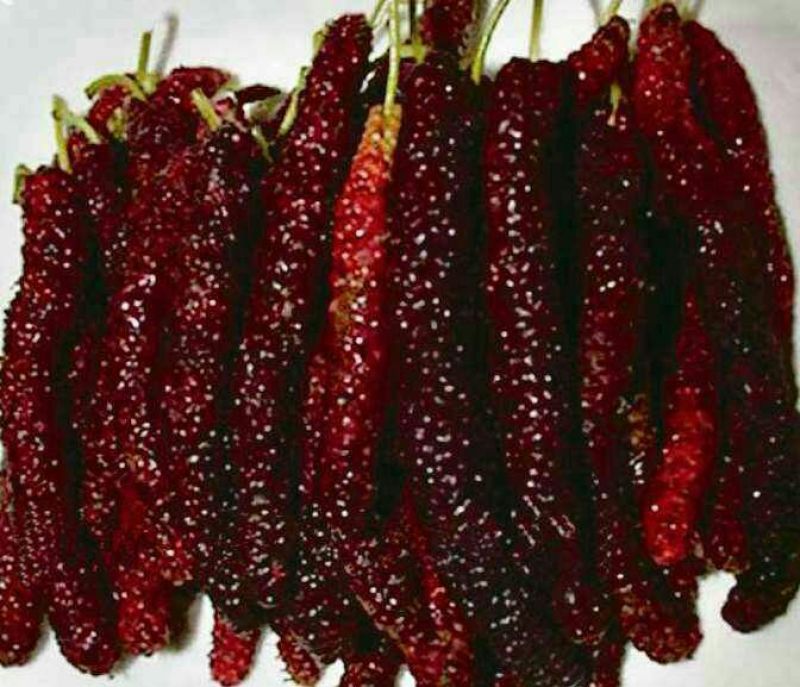 长果桑树苗50cm