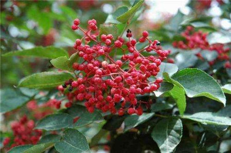 花椒苗0.5~1年