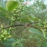 花椒苗0.5~1年