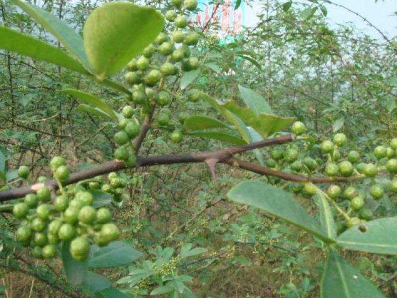 花椒苗0.5~1年