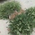 花椒苗0.5~1年