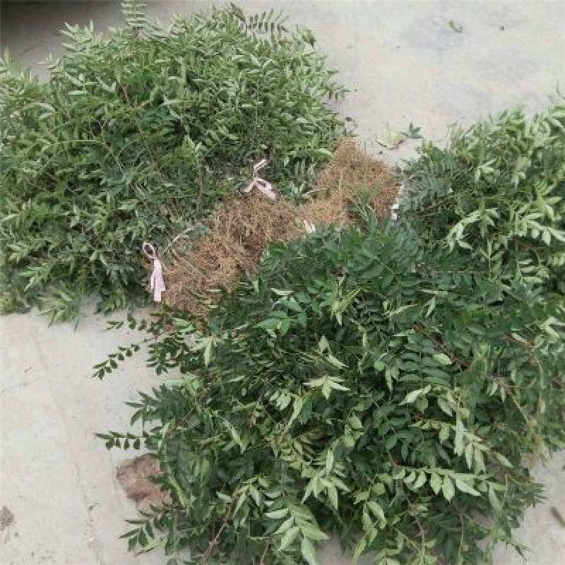 花椒苗0.5~1年