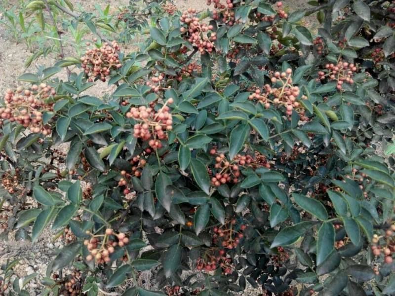 花椒苗0.5~1年