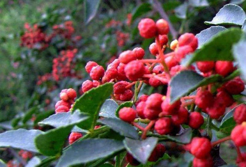 花椒苗0.5~1年