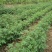 花椒苗0.5~1年