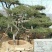 造型松14公分