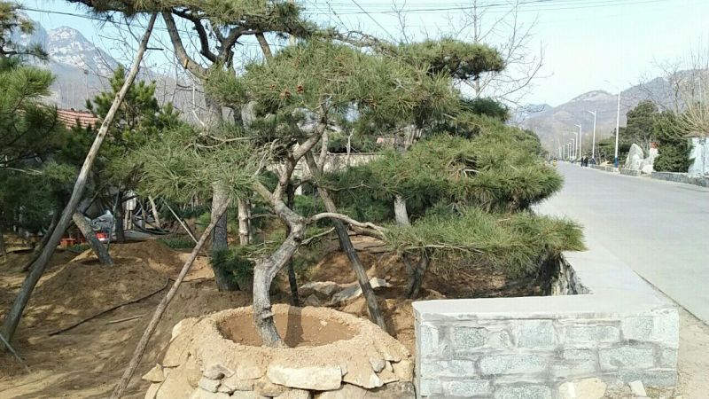 造型松14公分