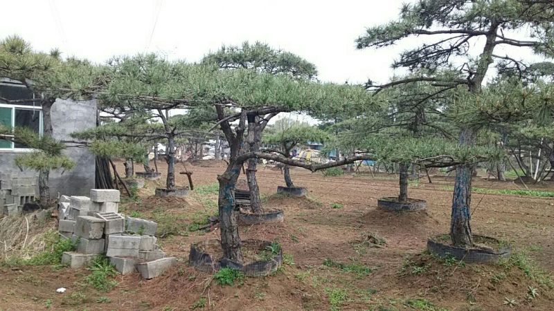 造型松14公分