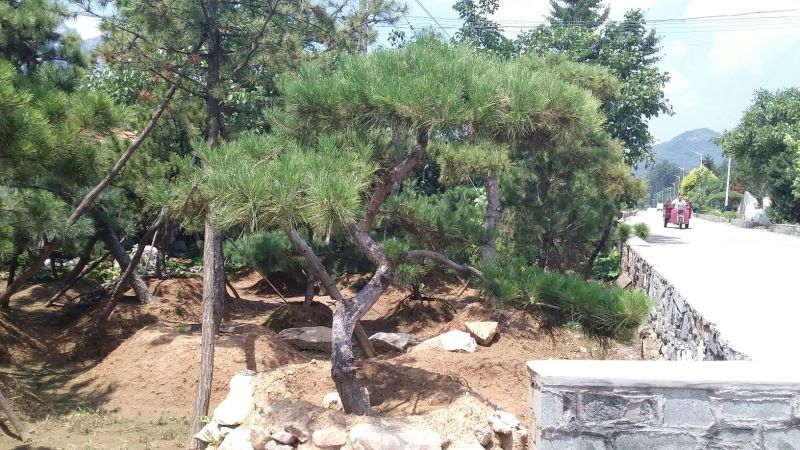 造型松14公分