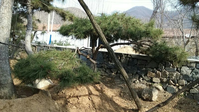 造型松14公分