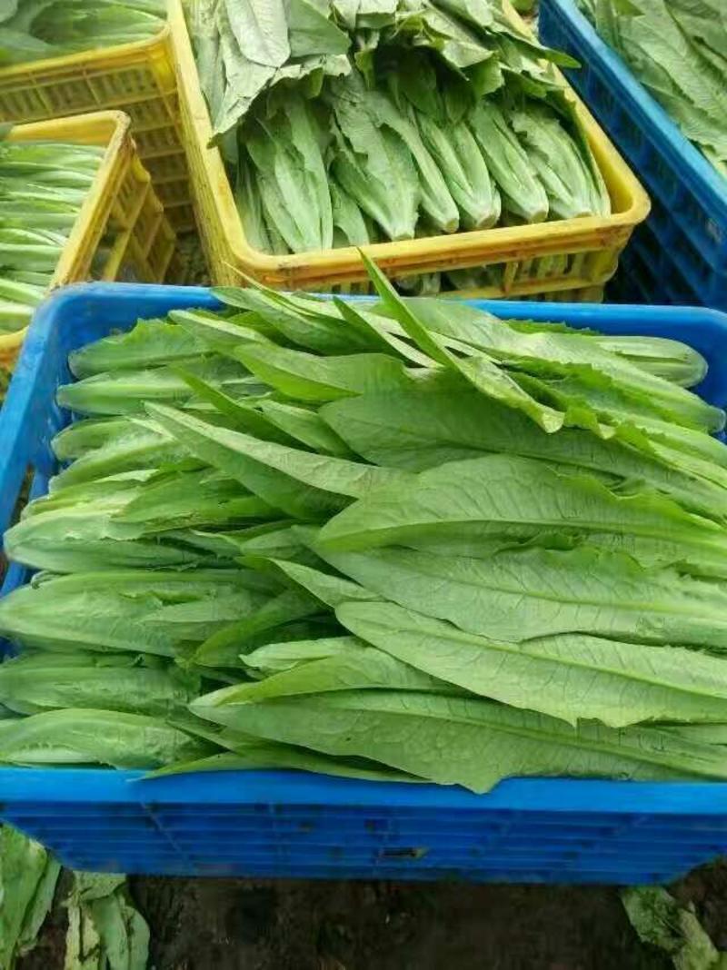 河北邯郸直销精品油麦菜大量供应商超档口市场多种蔬菜