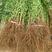 石榴苗突尼斯软子石榴苗可地栽可盆栽根系发达无病害易成活