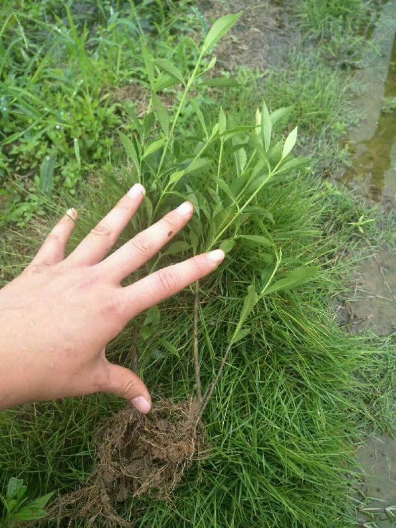 小叶栀子苗30~40cm……………………