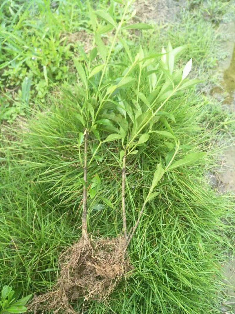 小叶栀子苗30~40cm……………………